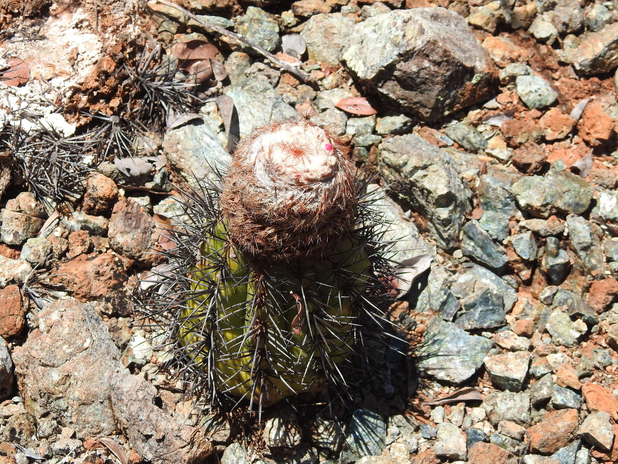 Image of Melocactus curvispinus subsp. koolwijkianus (Suringar) G. Thomson