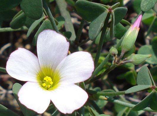 Plancia ëd Oxalis rubricallosa Oberl., Dreyer & Roets