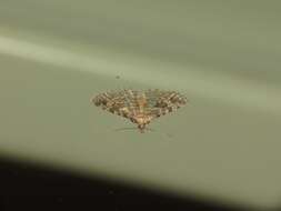 Image of twenty-plume moth