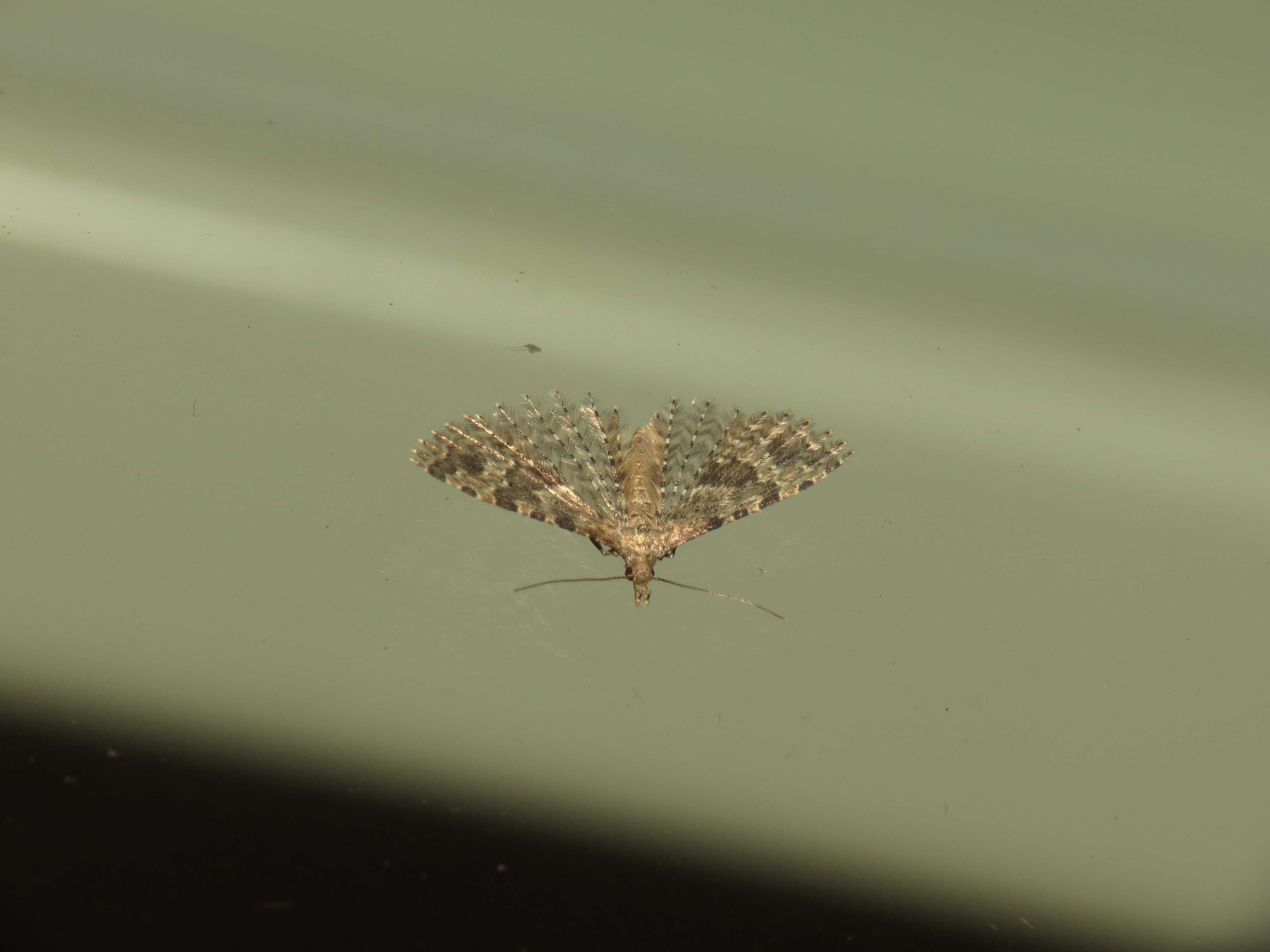 Image of twenty-plume moth