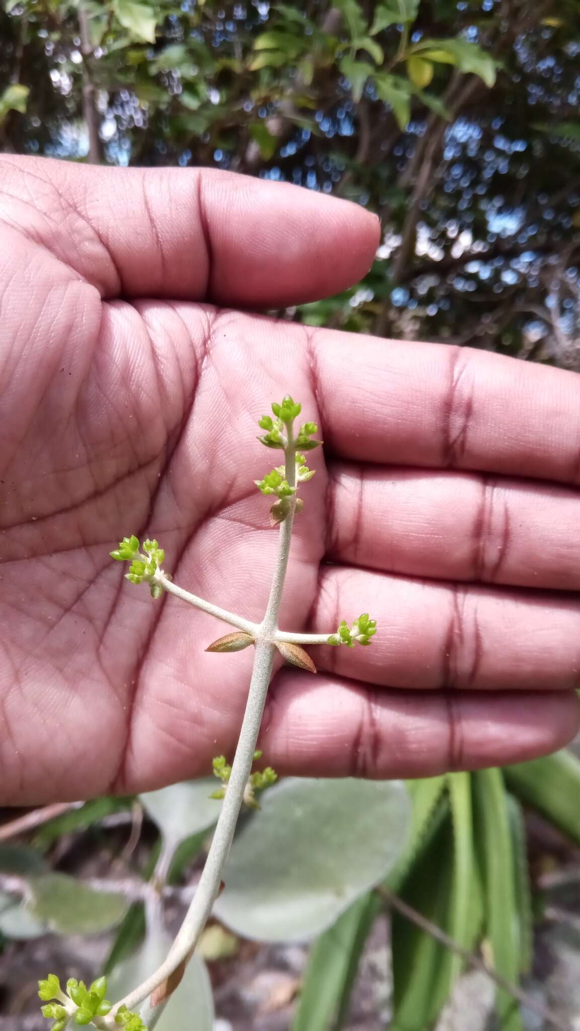 Image of Kalanchoe orgyalis Baker