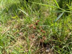 Image of Juncus wallichianus Laharpe