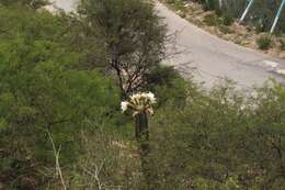 Image of Trichocereus tacaquirensis