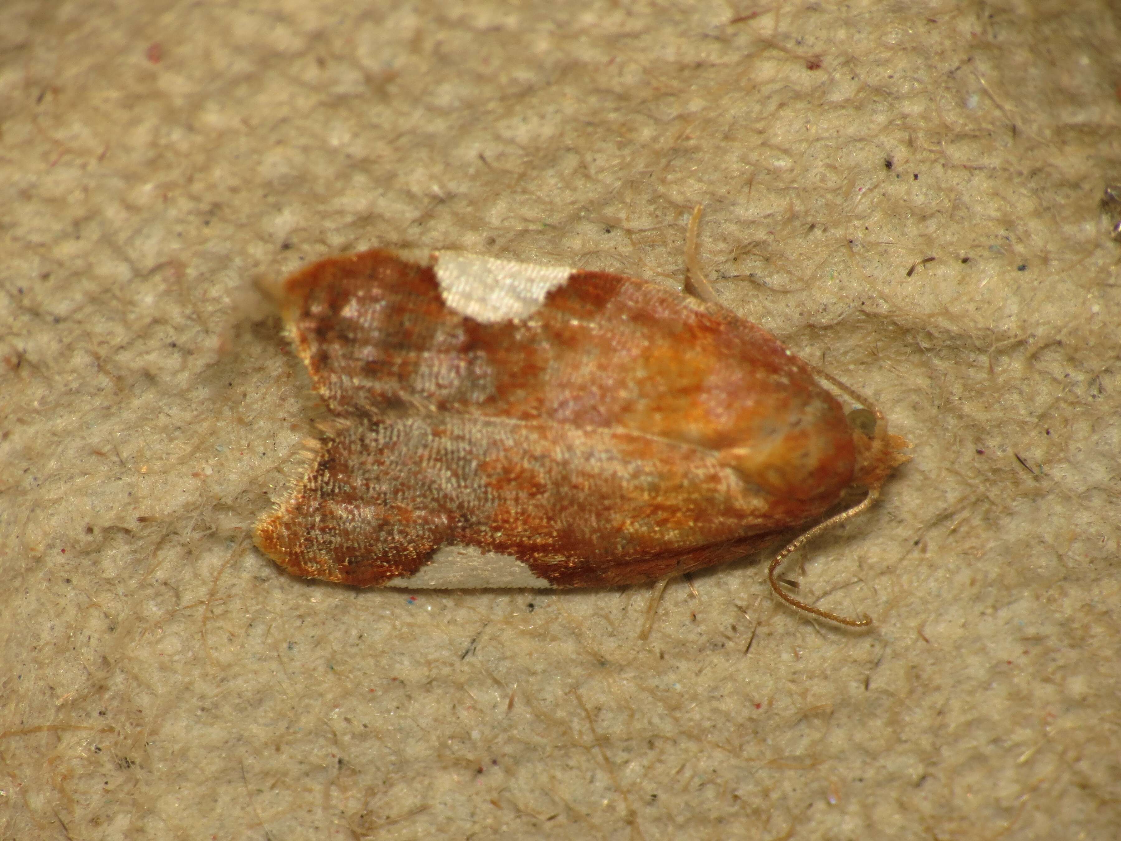 Image of flat white-spotted leaf roller