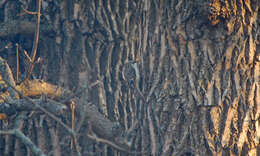 Image of treecreepers