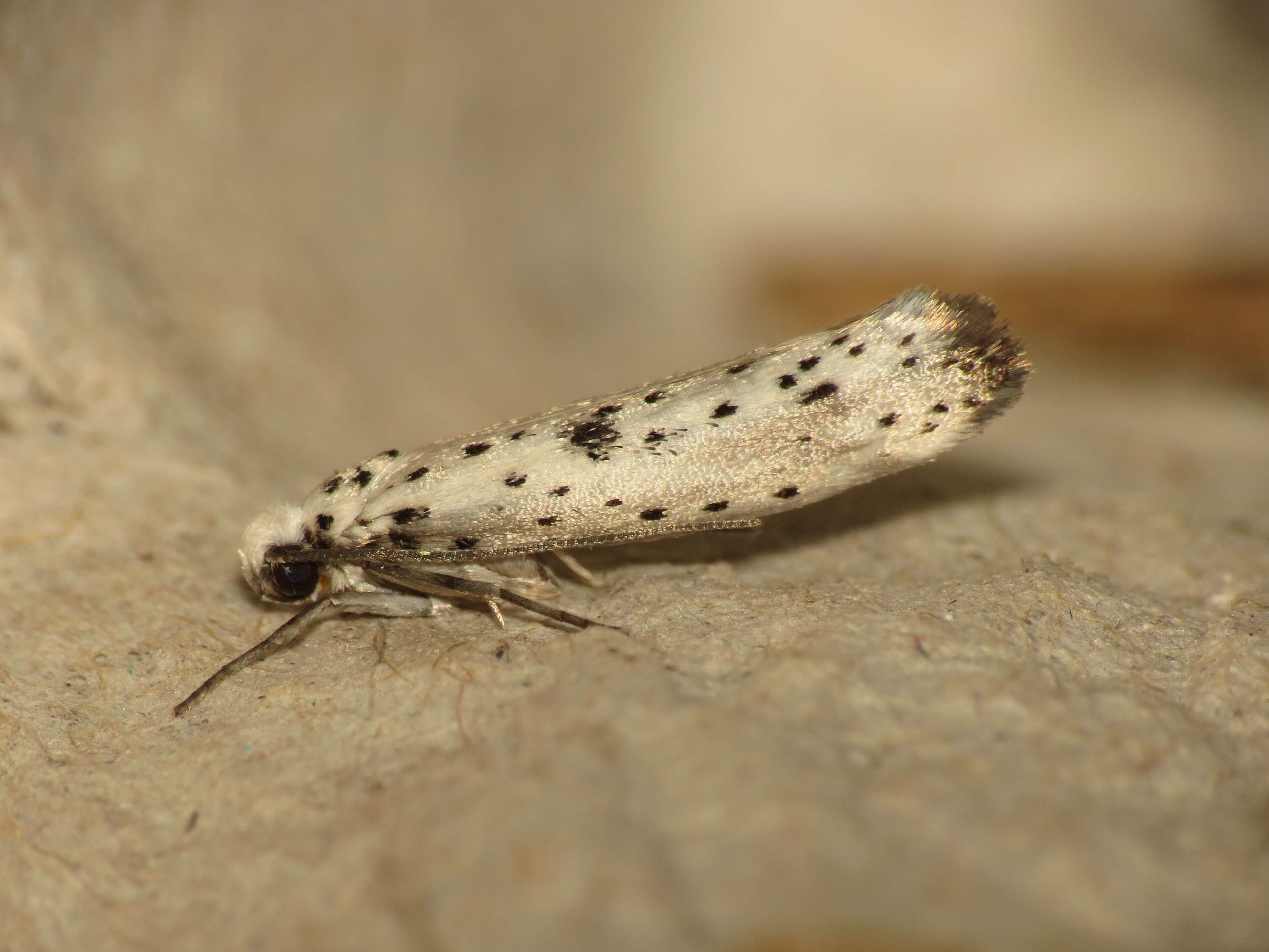 Image of black-tipped ermine