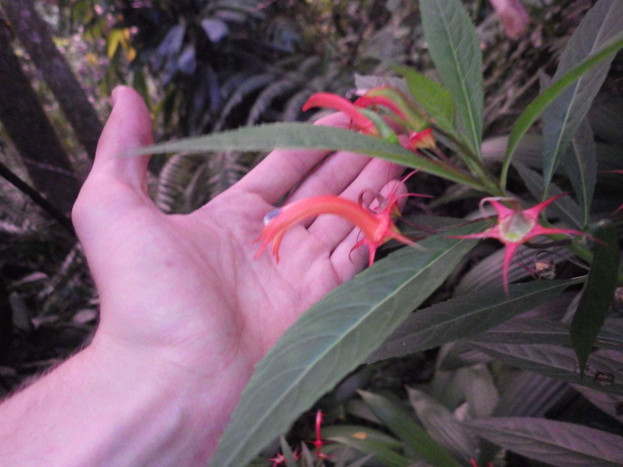 Imagem de Lobelia persicifolia Lam.