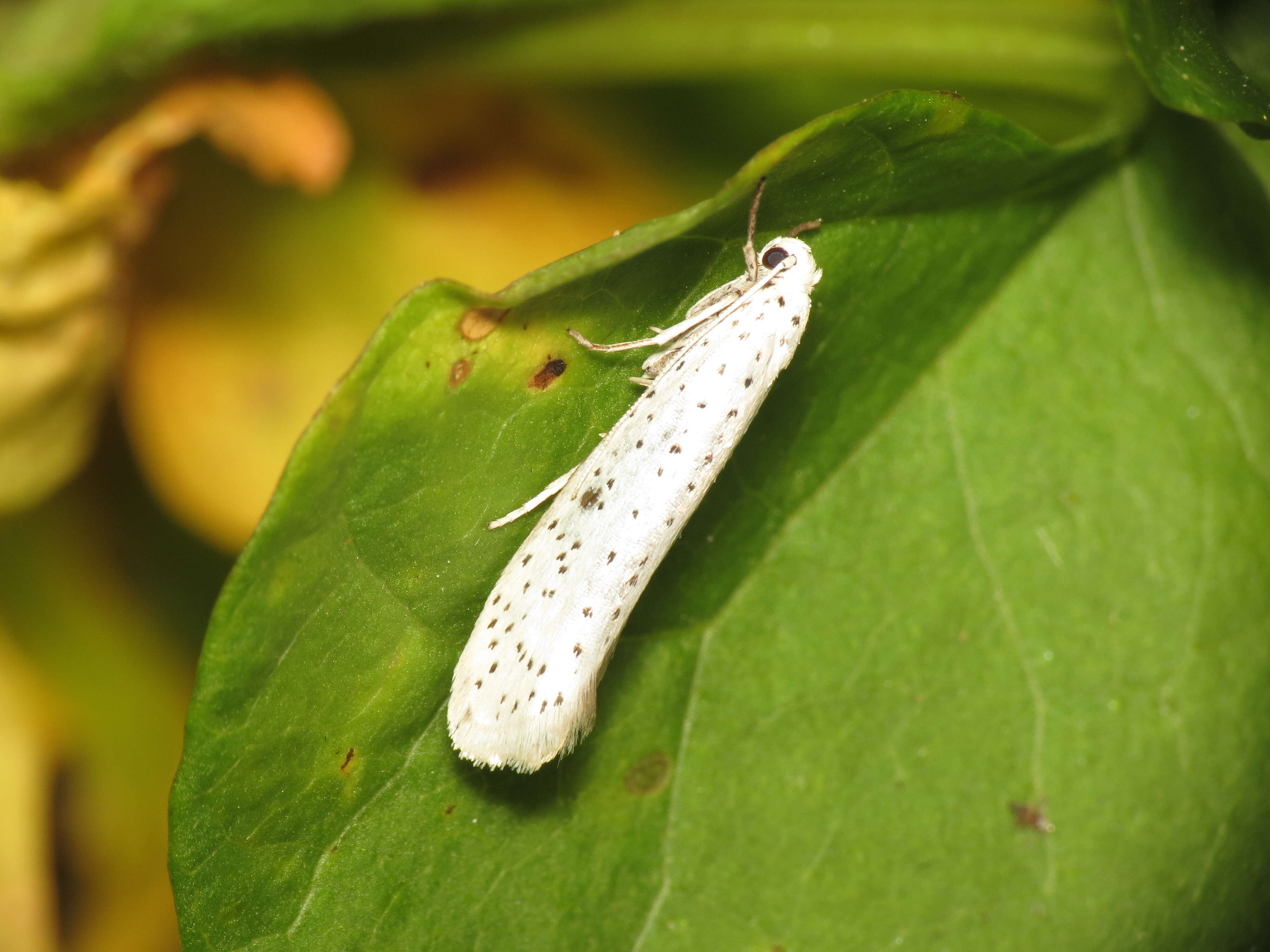 Imagem de Yponomeuta evonymella Linnaeus 1758