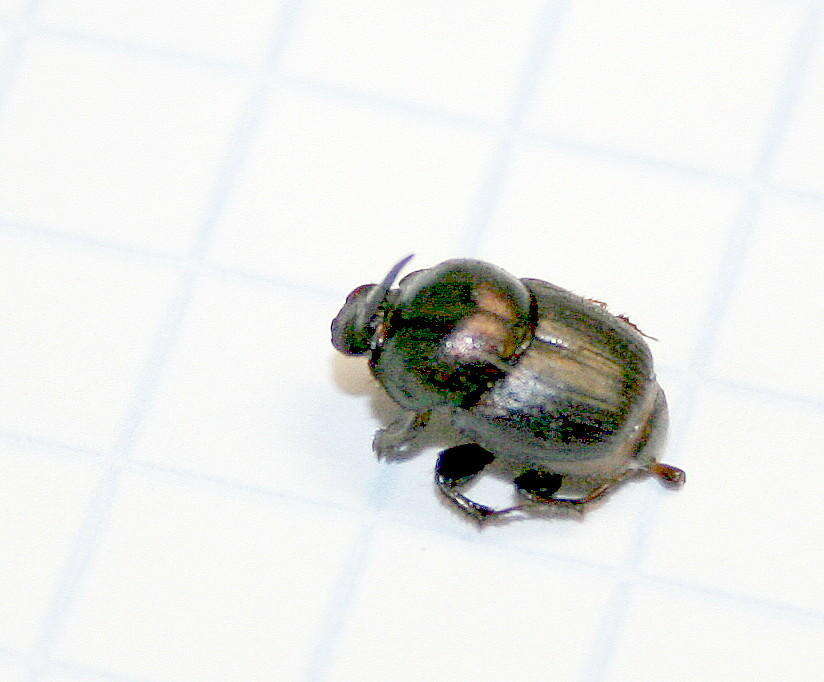 Image of Onthophagus obtusicornis Fahraeus 1857