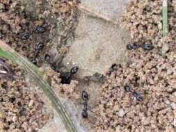 Image of Little Black Ant