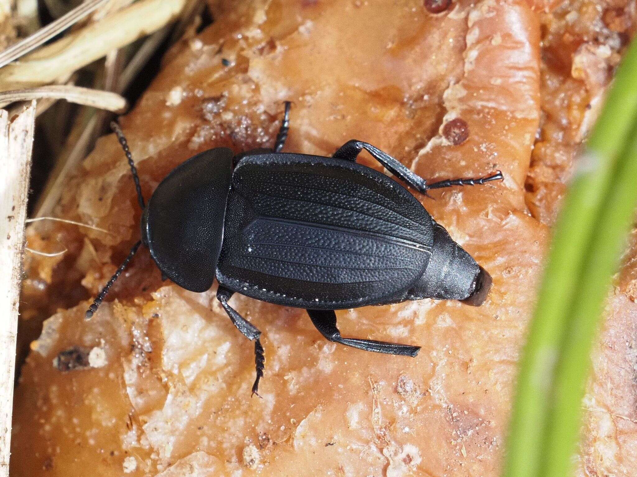 Silpha (Silpha) obscura obscura Linnaeus 1758 resmi