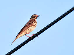 Image of Tree Pipit