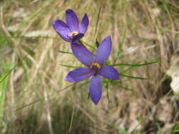 Cheiranthera alternifolia E. M. Bennett resmi