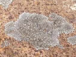 Image of mountain lichen