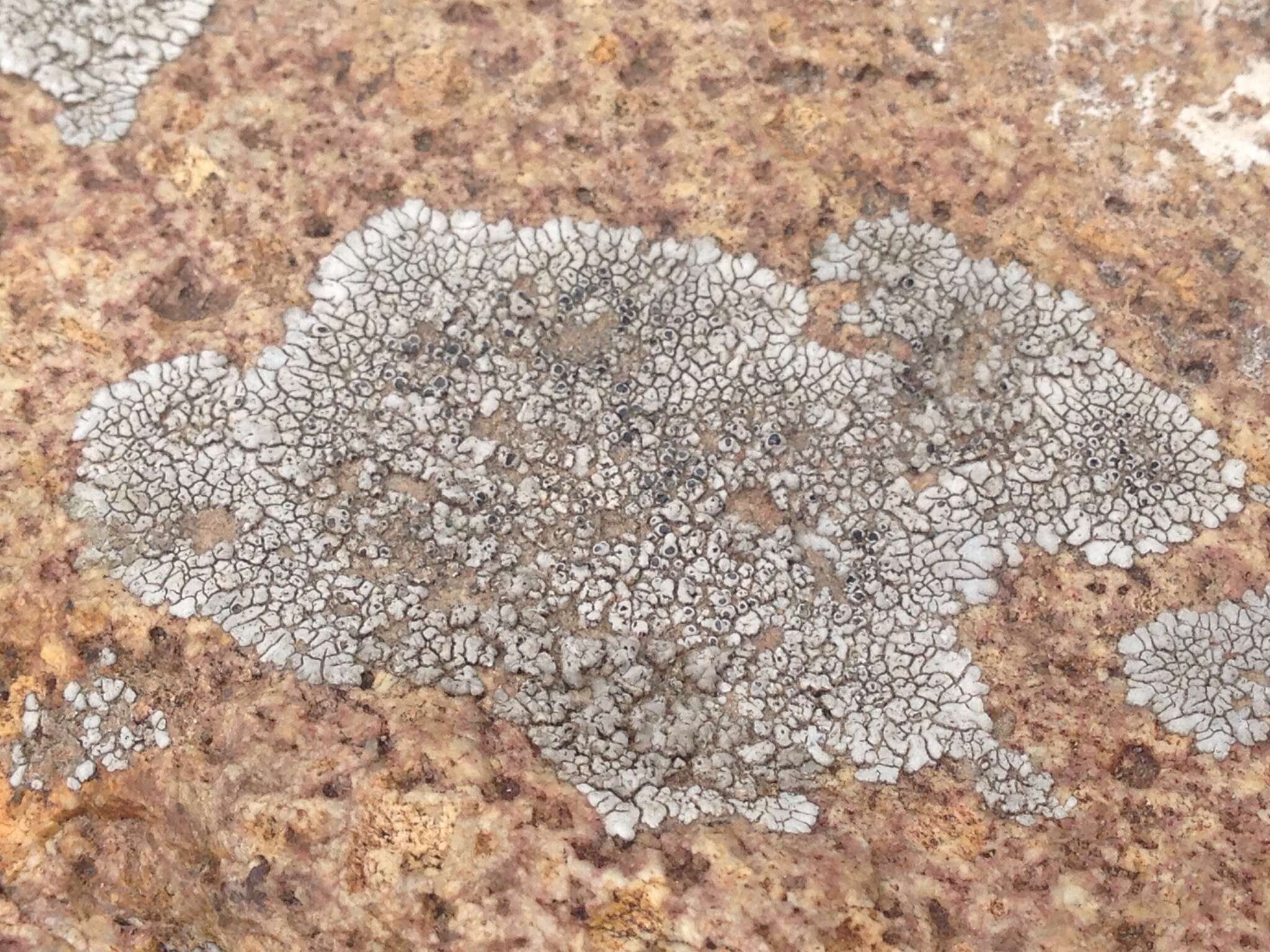 Image of mountain lichen