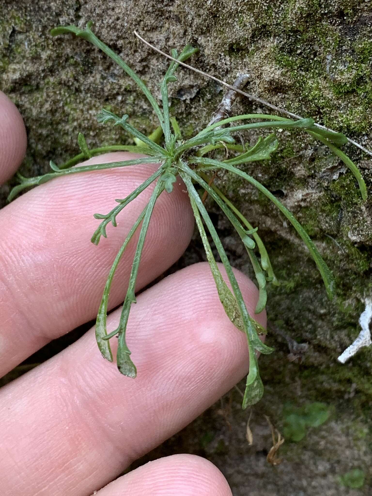 Image of Zion fleabane