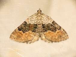 Image of large twin-spot carpet