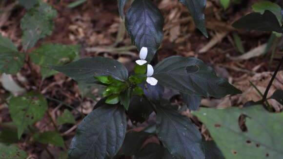 Image of Dicliptera japonica (Thunb.) Makino