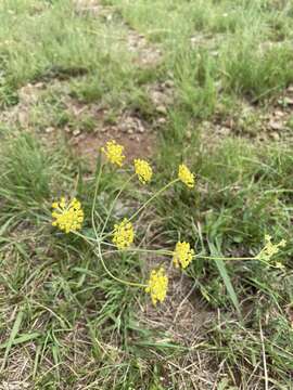 Afrosciadium magalismontanum (Sond.) Winter的圖片