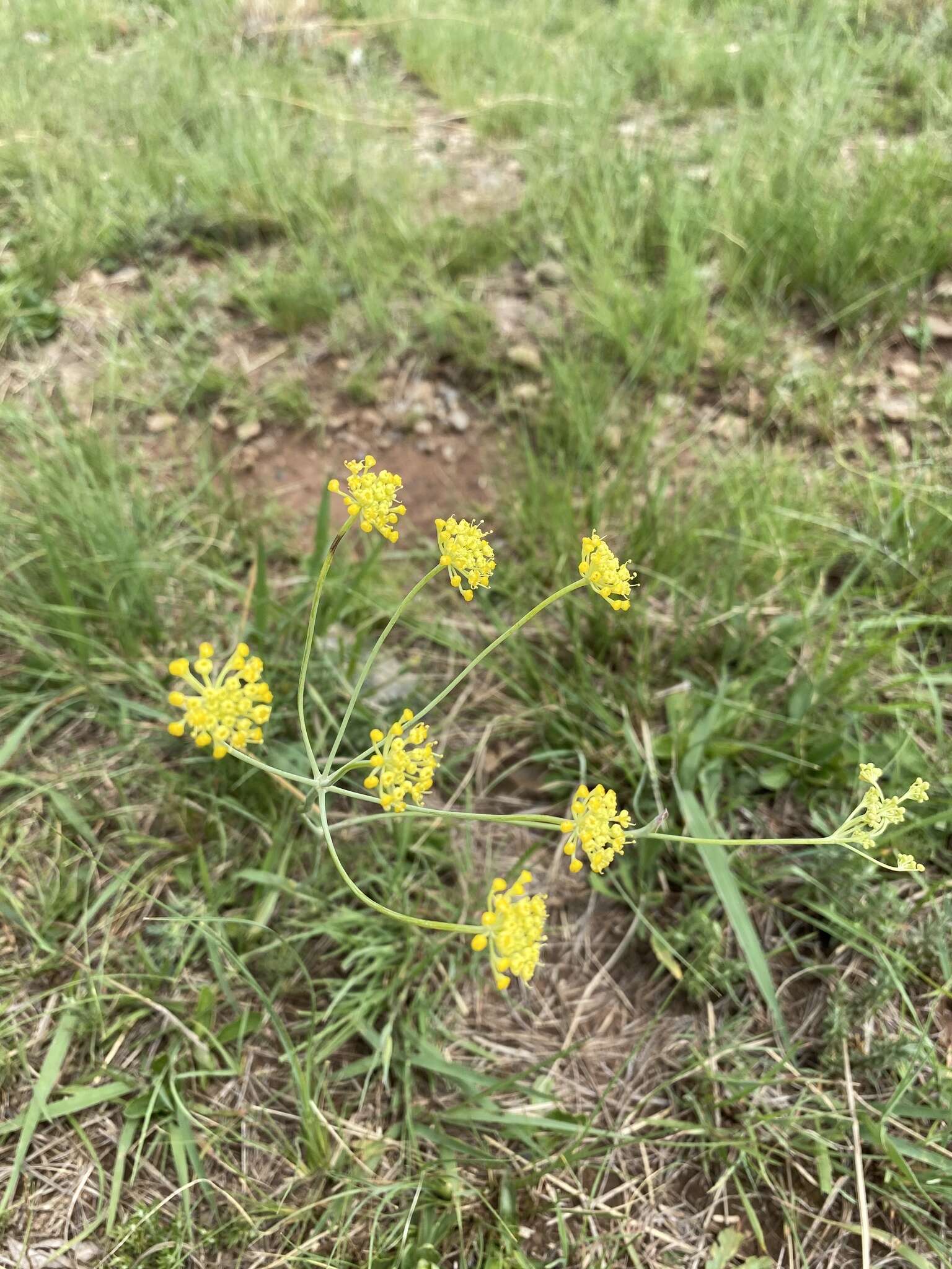 Слика од Afrosciadium magalismontanum (Sond.) Winter