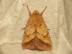 Image of bordered sallow