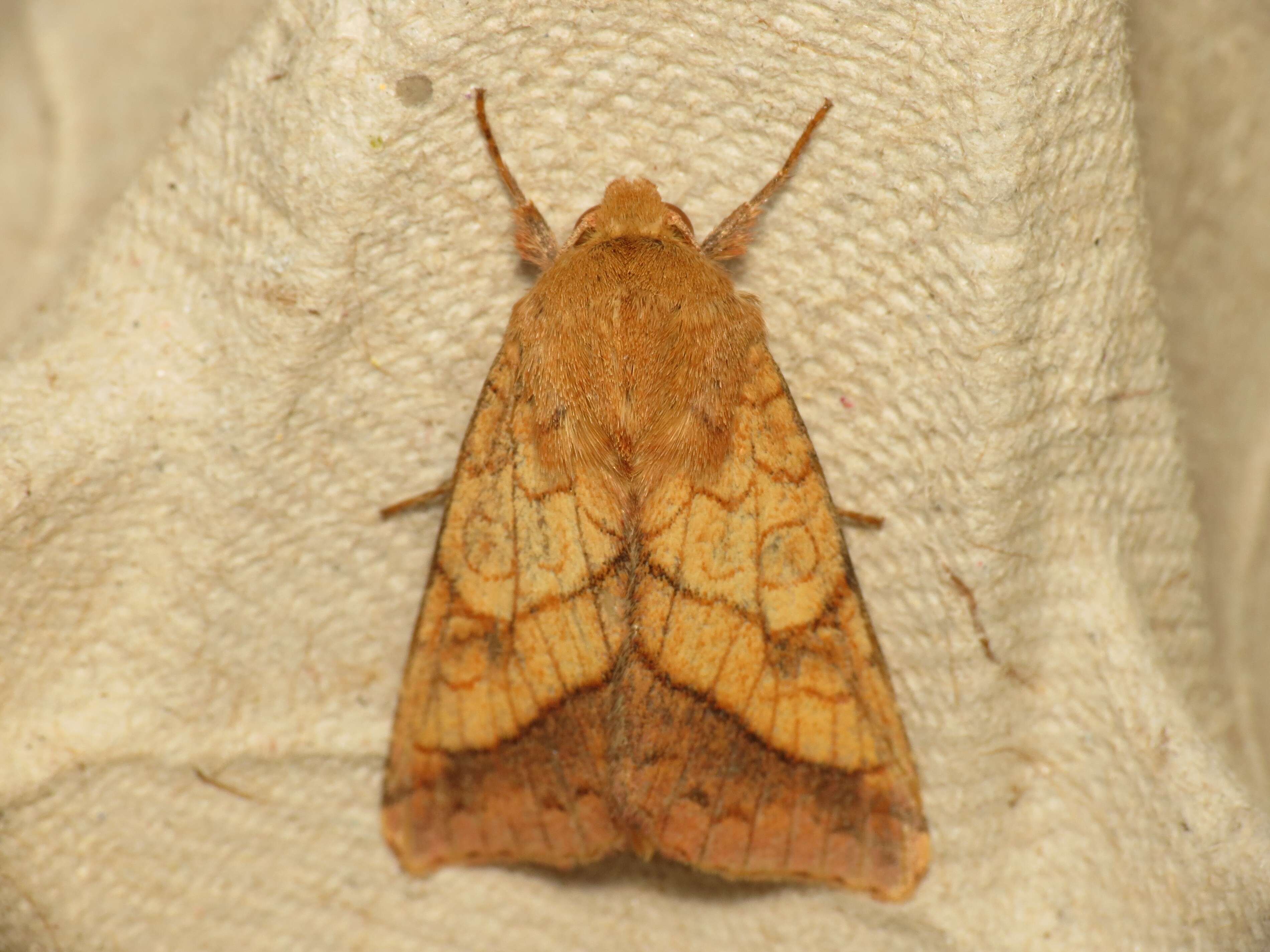 Image of bordered sallow