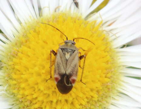 Image de Polymerus basalis (Reuter 1876)