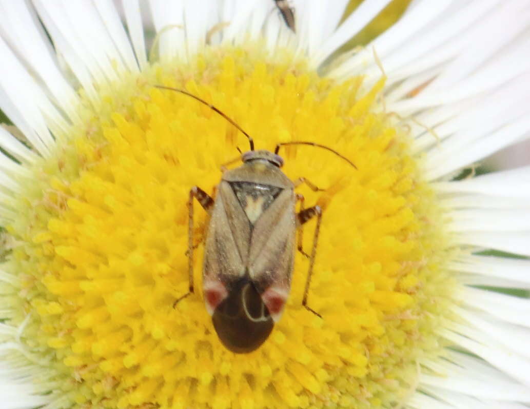 Image of Polymerus basalis (Reuter 1876)