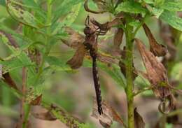 Image of Lance-Tailed Darner