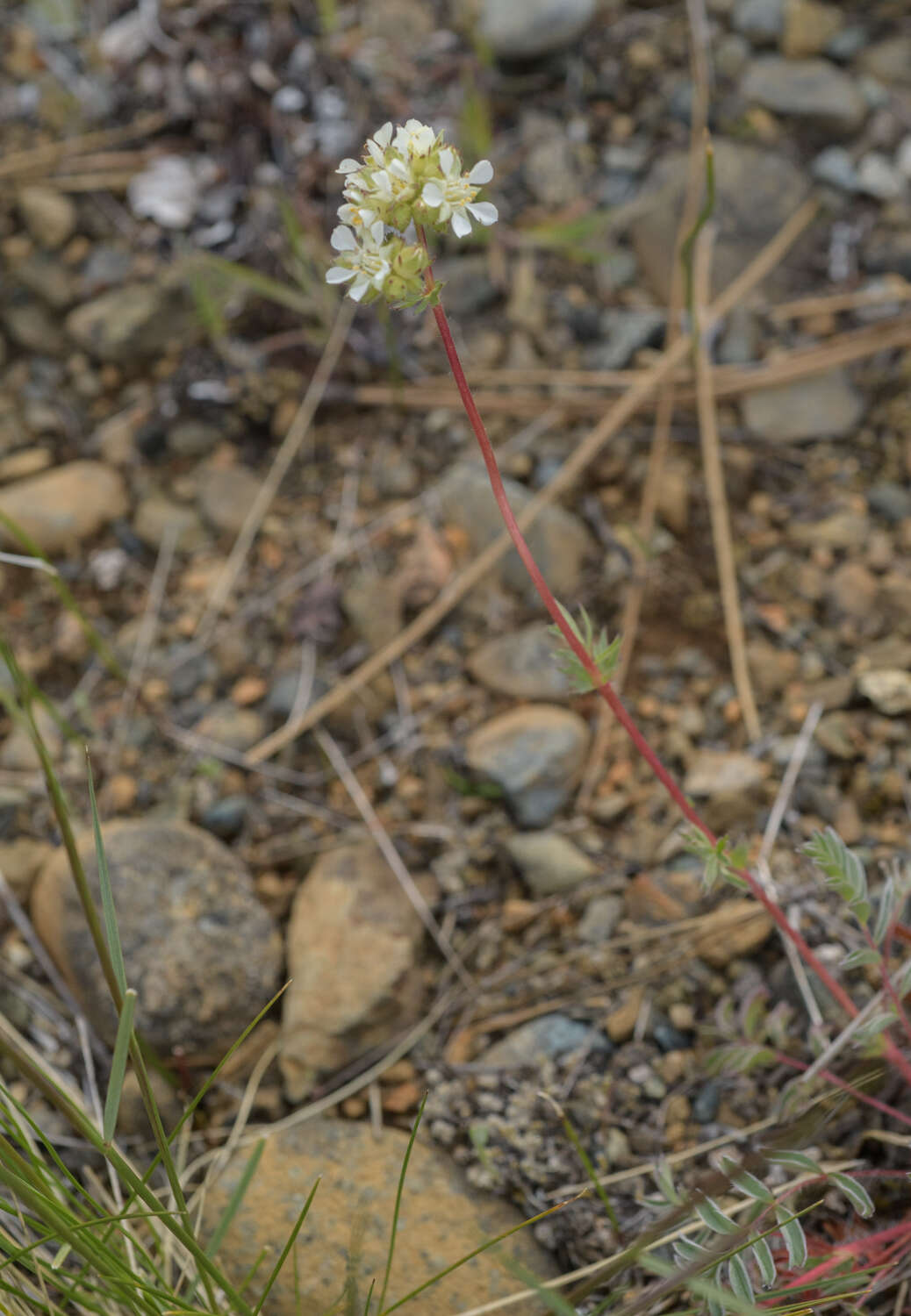 Image de Horkelia congesta subsp. nemorosa Keck