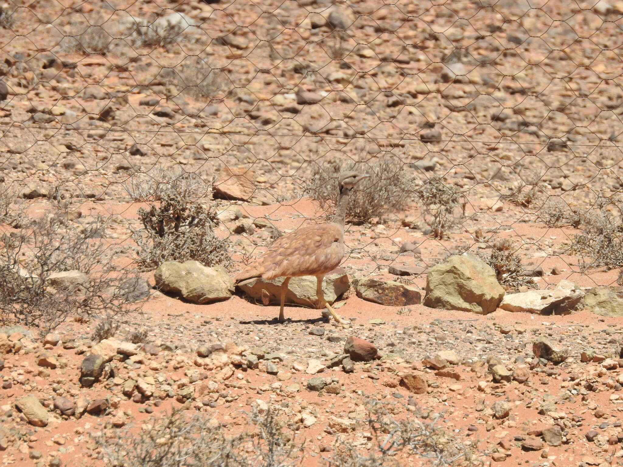 Imagem de Eupodotis vigorsii namaqua (Roberts 1932)