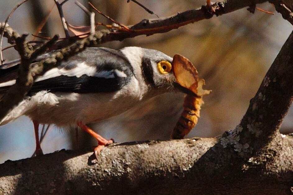 Image of White Helmet Shrike