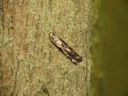 Image of Apple pith moth