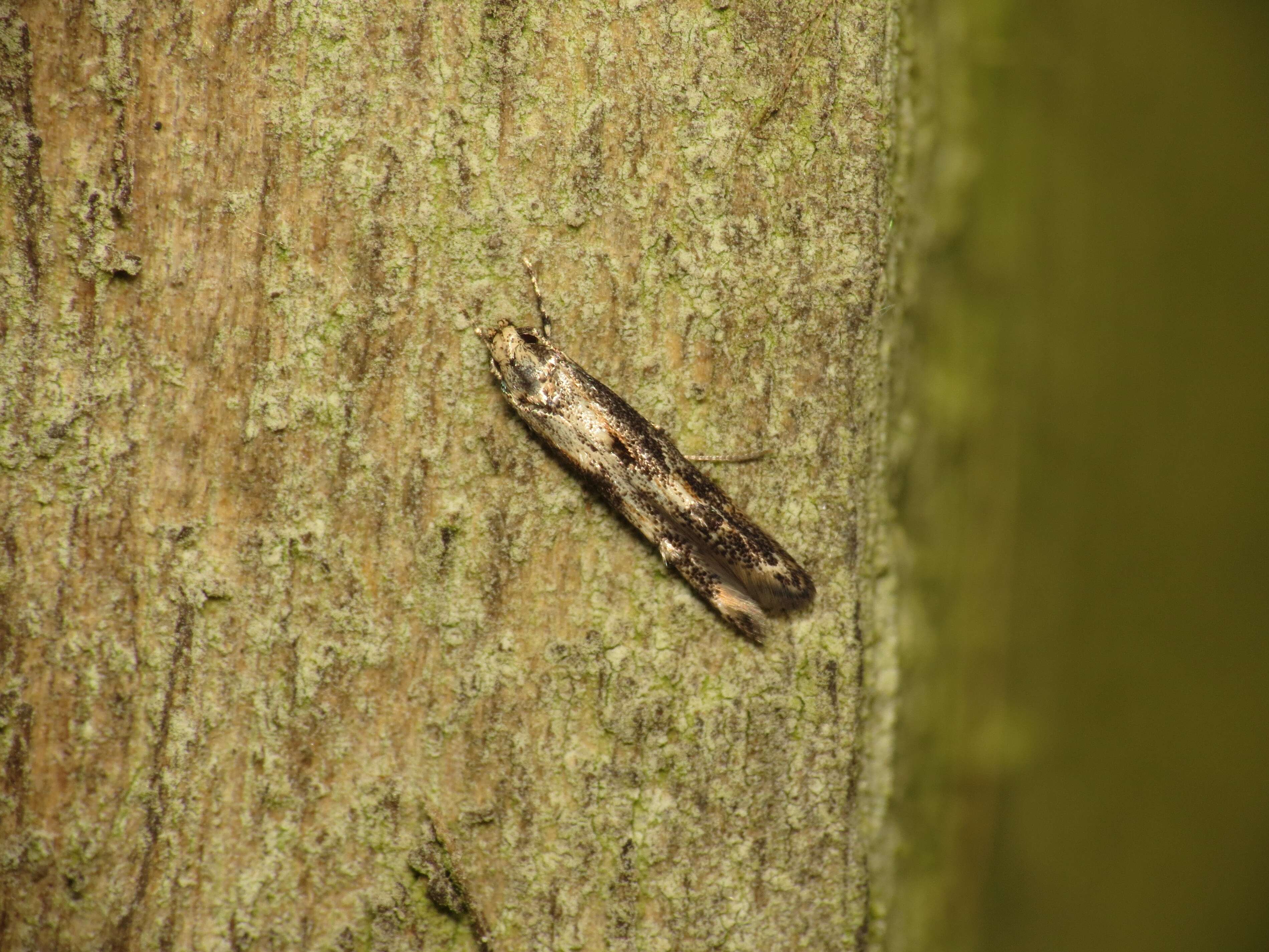 Image of Apple pith moth