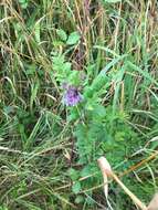 Image of bush vetch