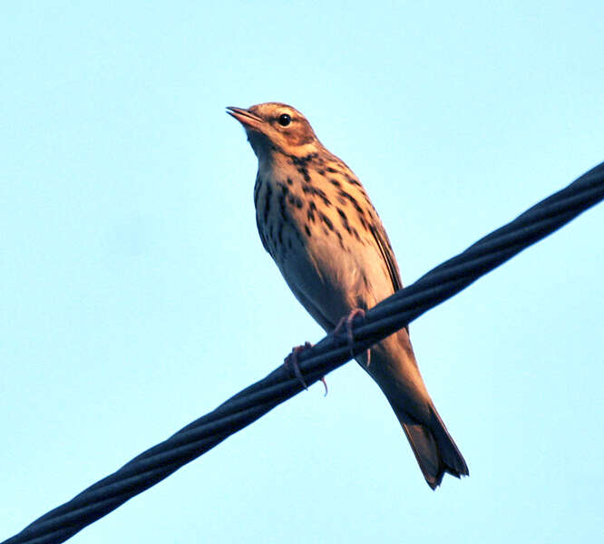 Image of Tree Pipit