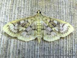 Image of Zigzag Herpetogramma