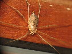 Image of Daddy longleg