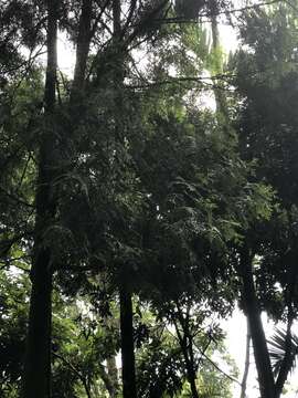 Image of Taiwan Incense-Cedar