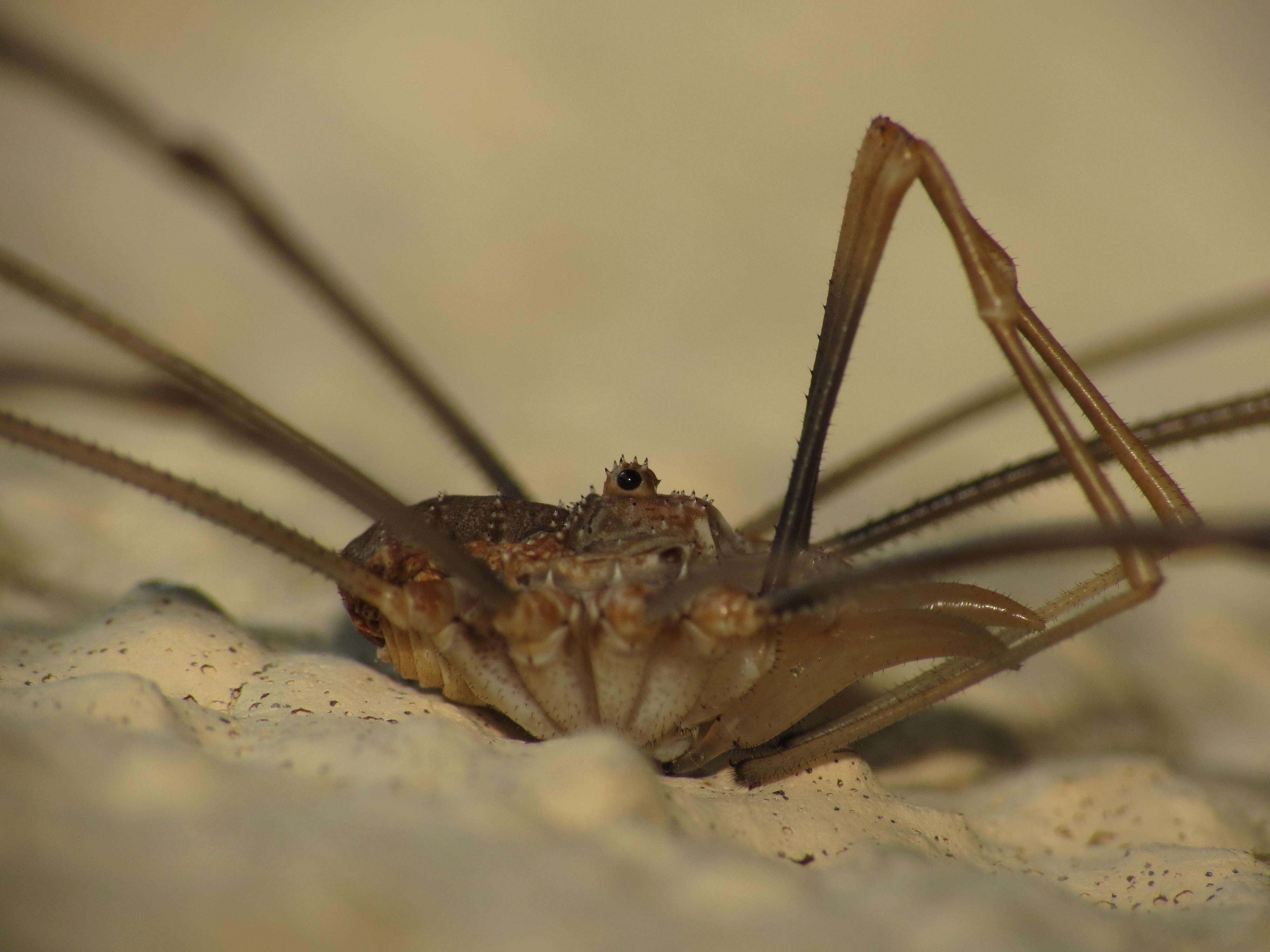 Image of Daddy longleg