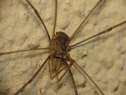 Image of Daddy longleg