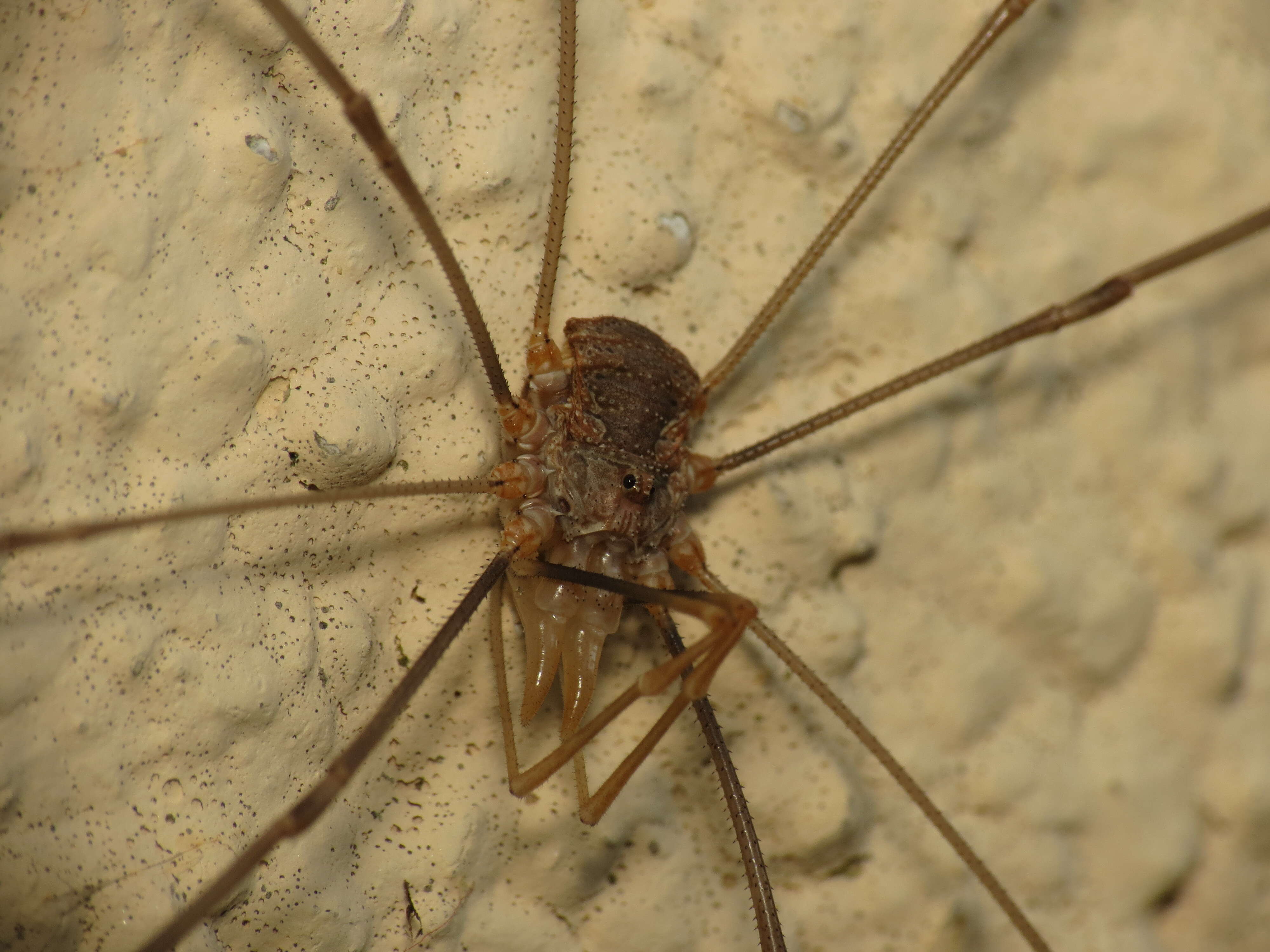 Image of Daddy longleg