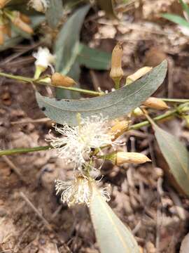 Imagem de Eucalyptus tereticornis subsp. basaltica A. R. Bean