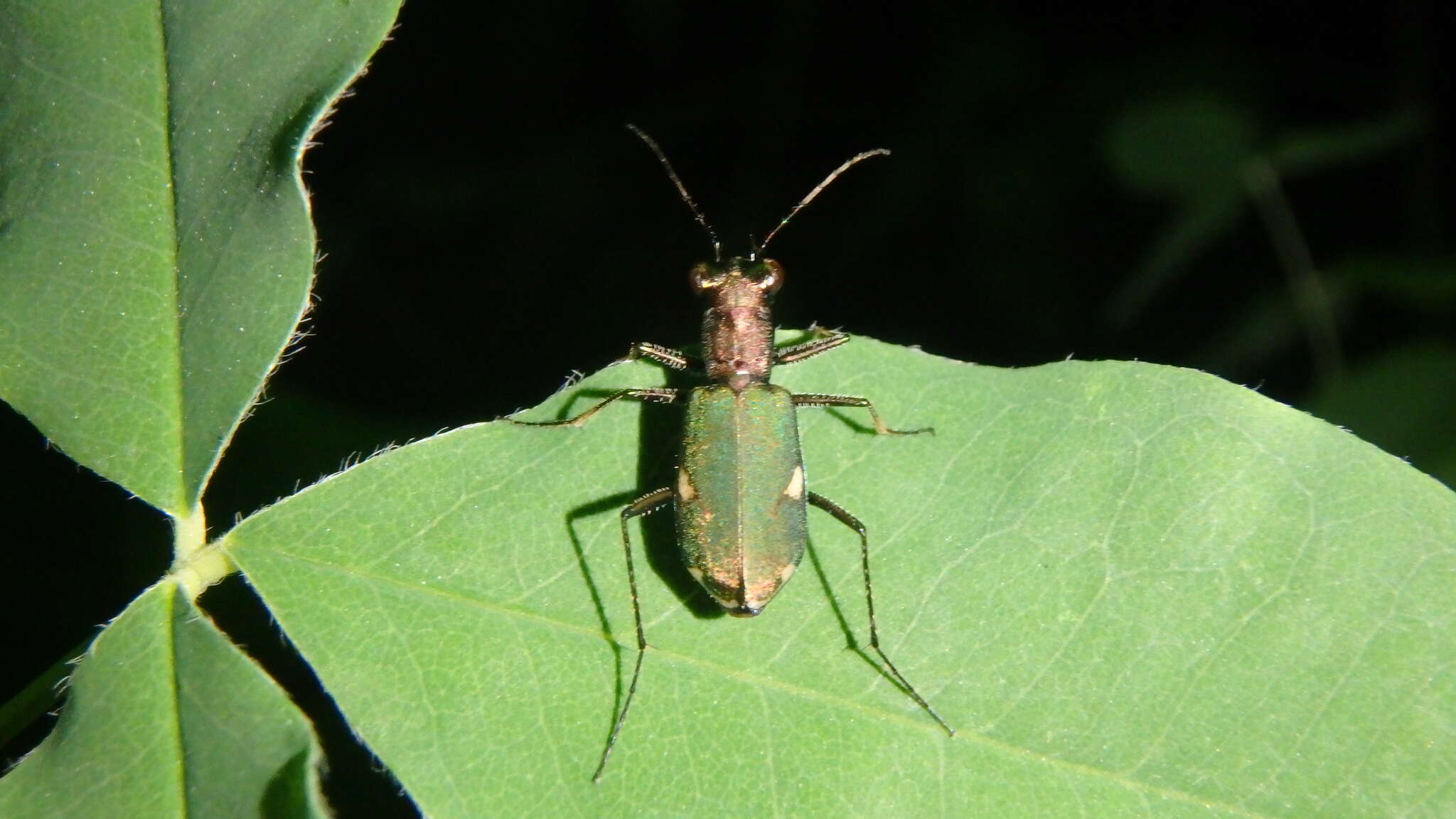 Image of Cliff tiger beetle