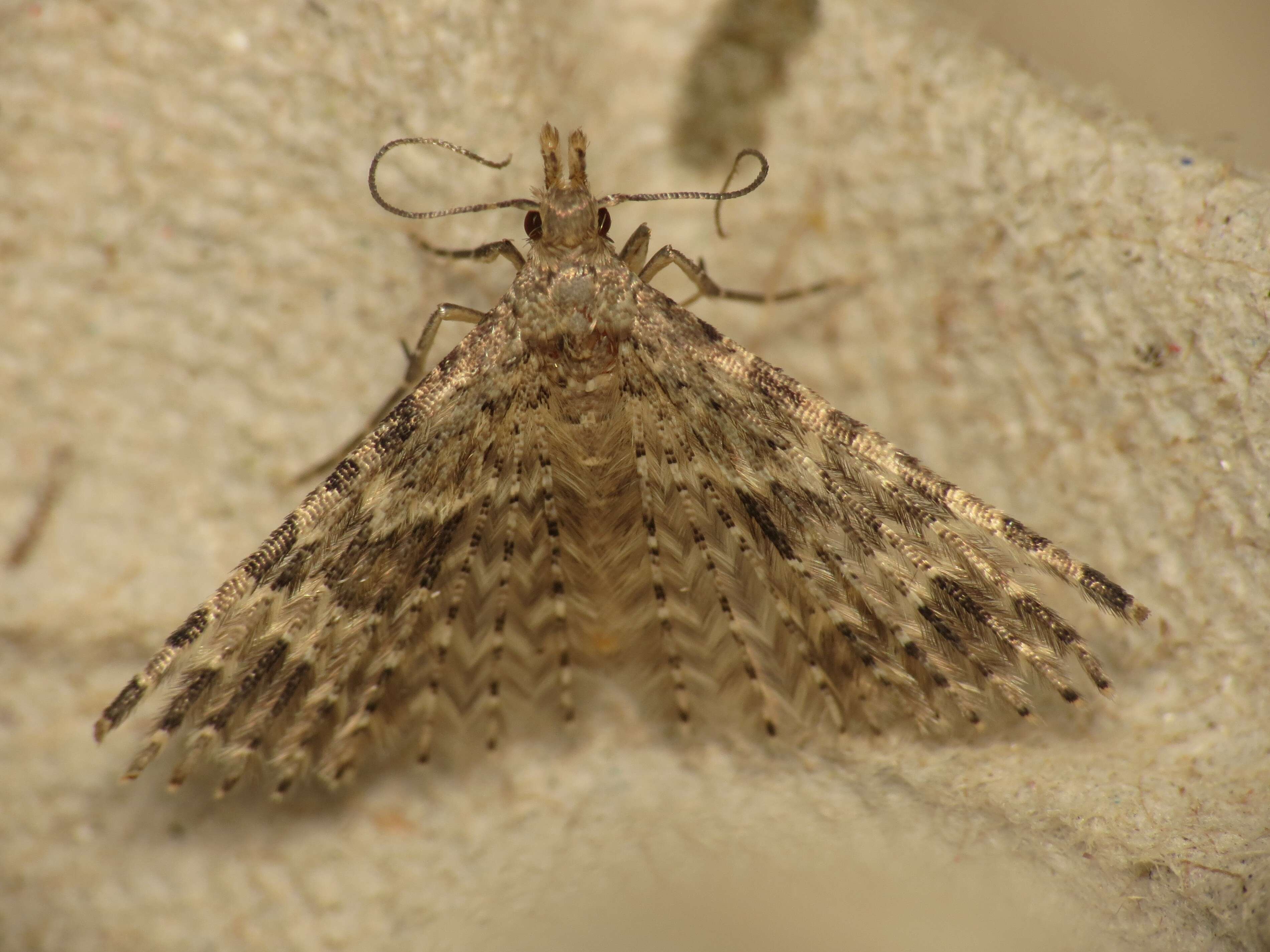 Image of twenty-plume moth