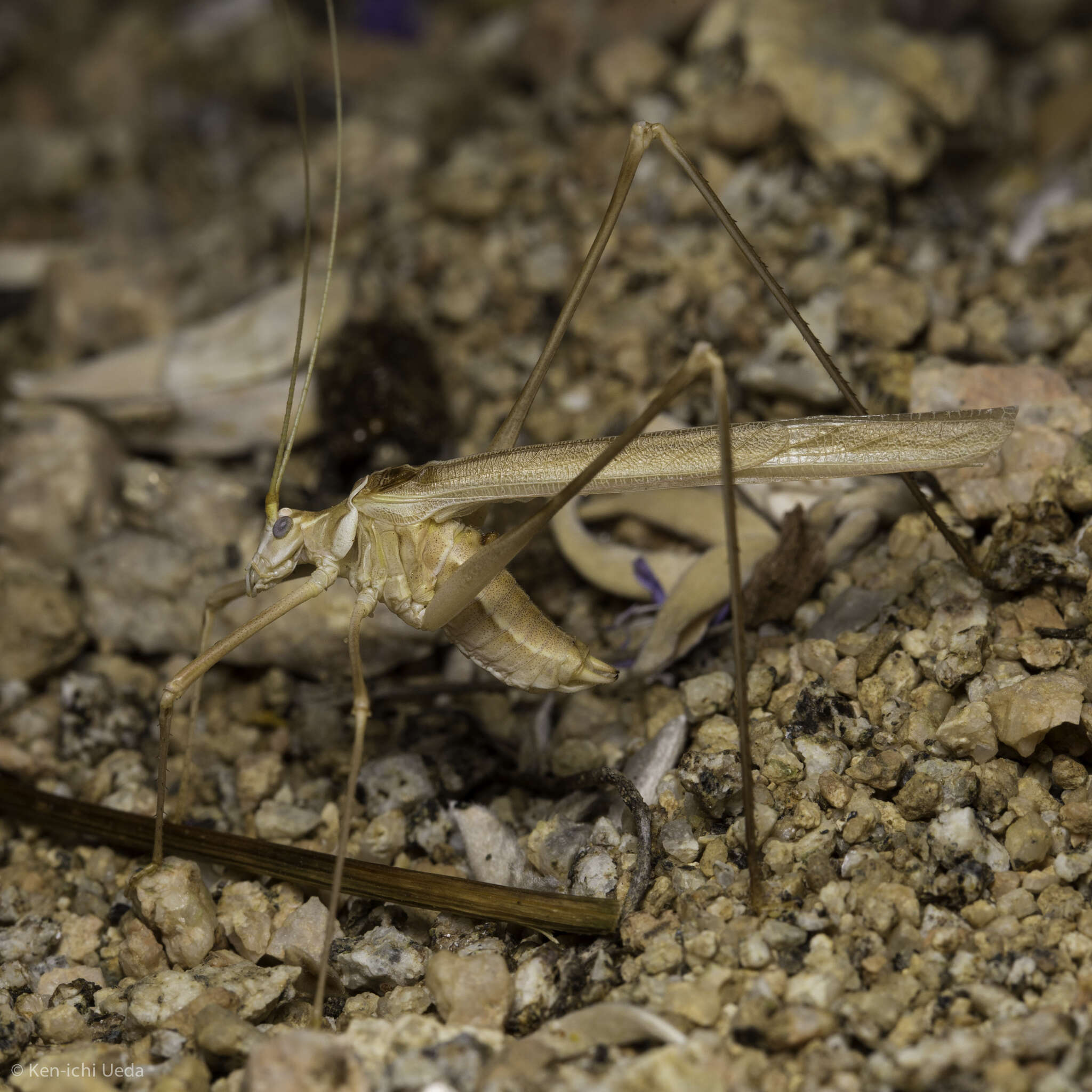 Image of Short-tailed Thread-legged Katydid