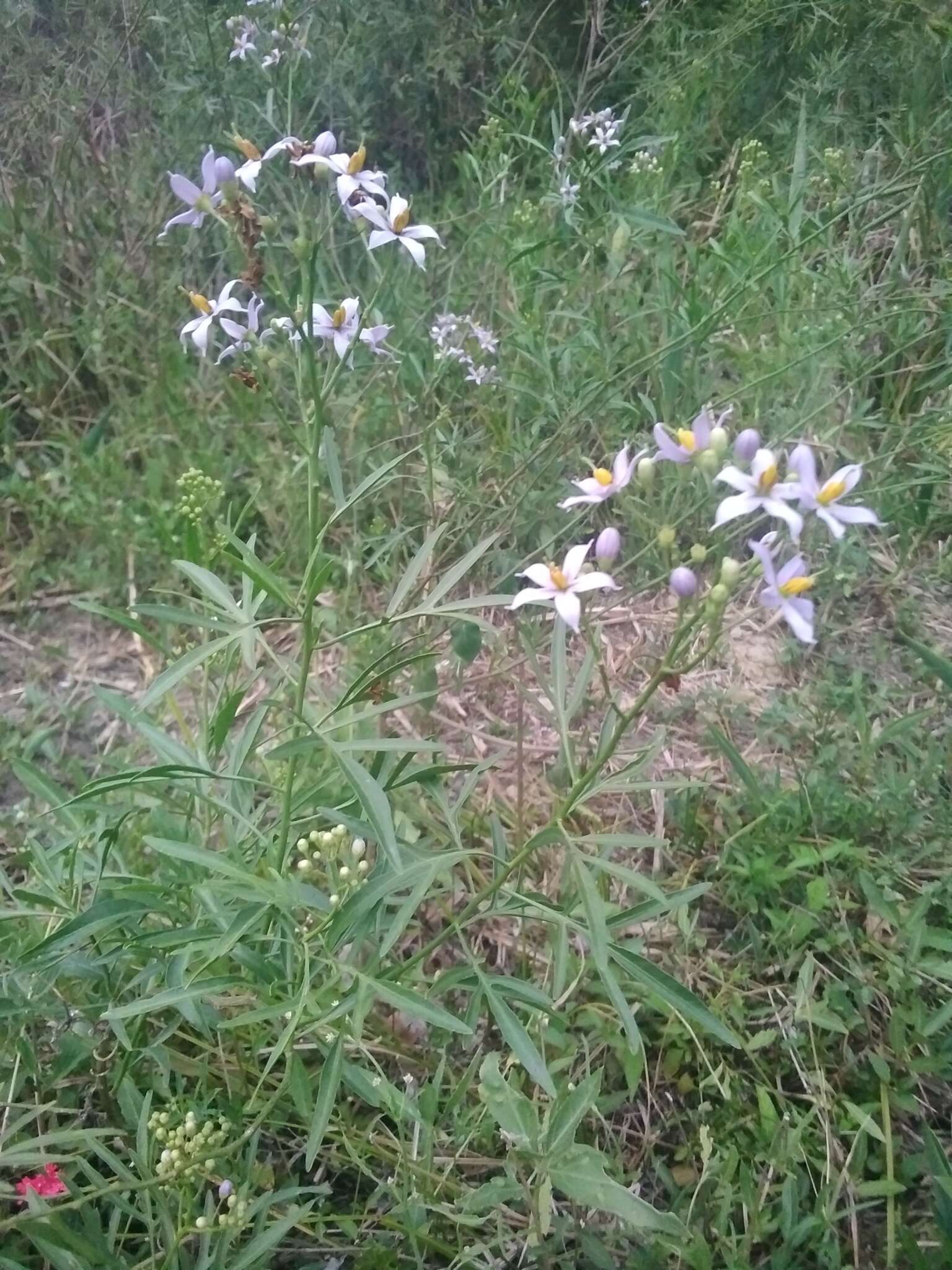 Слика од Solanum angustifidum Bitter