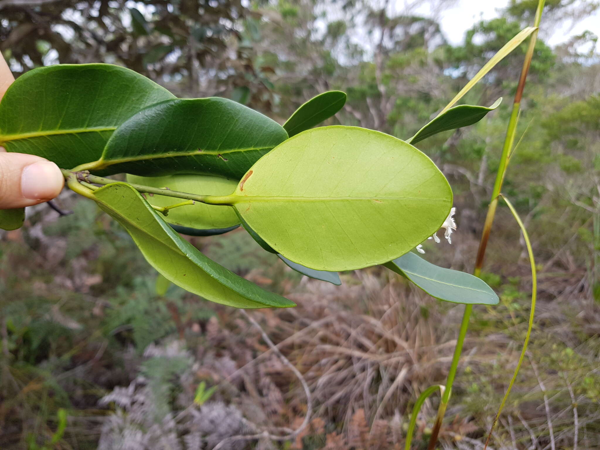 Image of Melodinus balansae Baill.