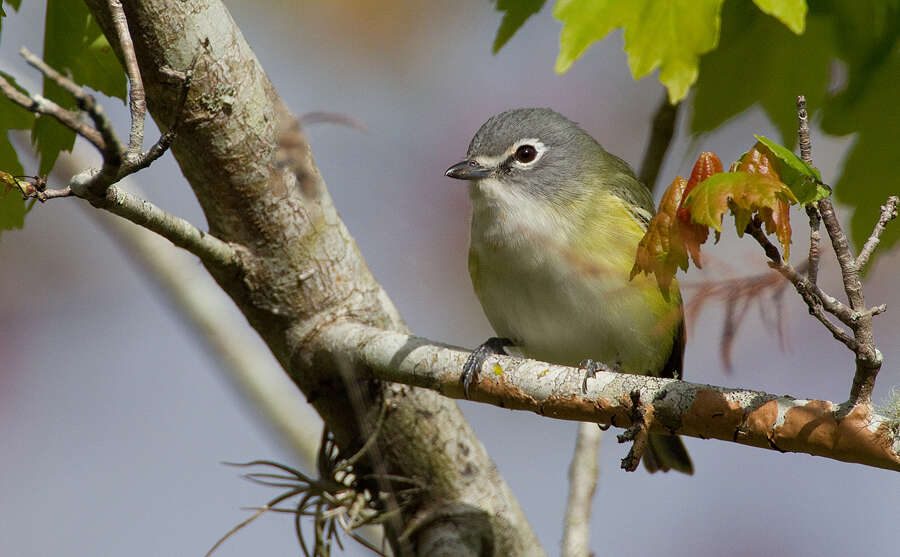 Image of Blue-headed Vireo