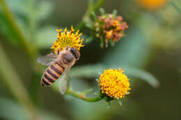 Image of Apis cerana Fabricius 1793